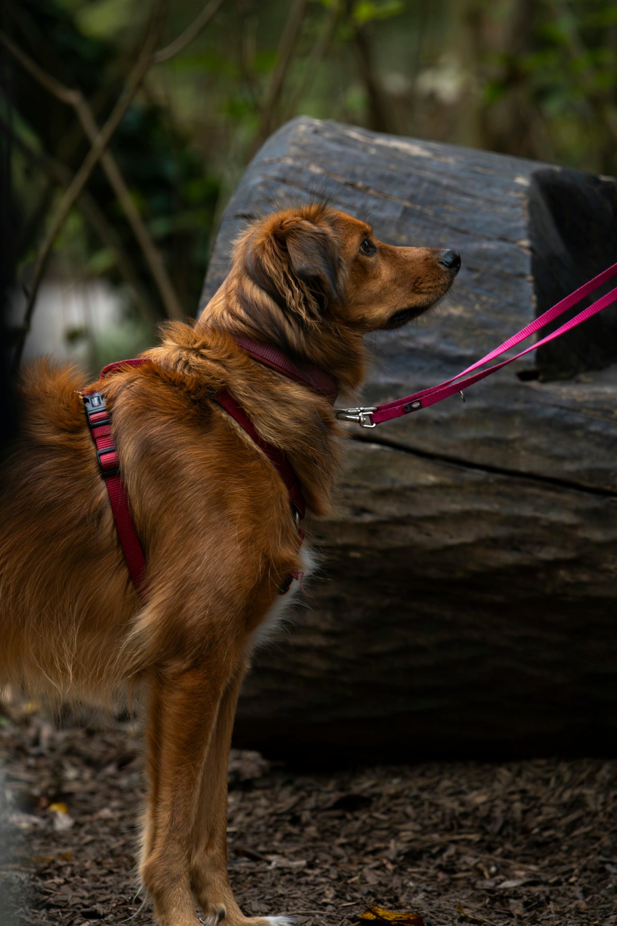 A brown dog standing on top of a forest floor