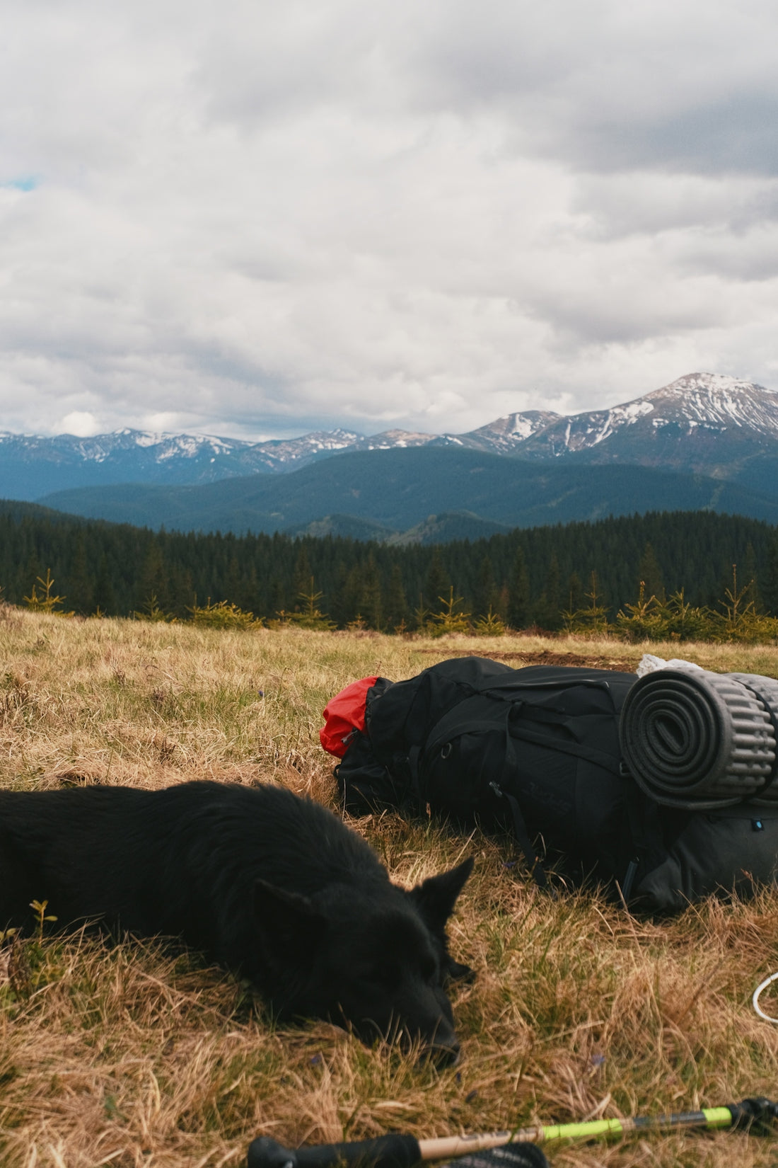 A dog and backpacks rest amidst mountain scenery.