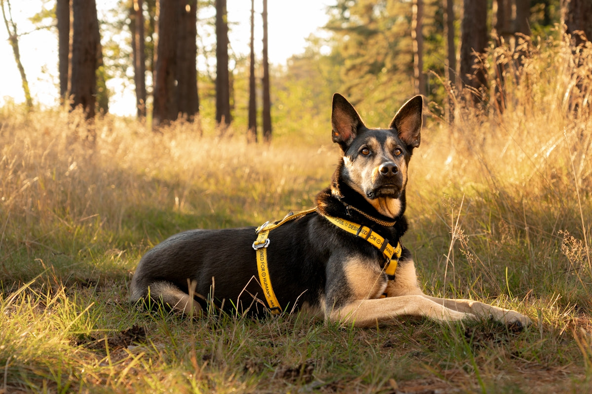 A dog lies in a grassy forest clearing