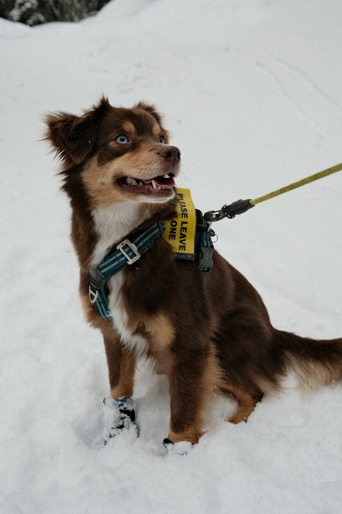 A brown dog wearing boots and a vest in snow.