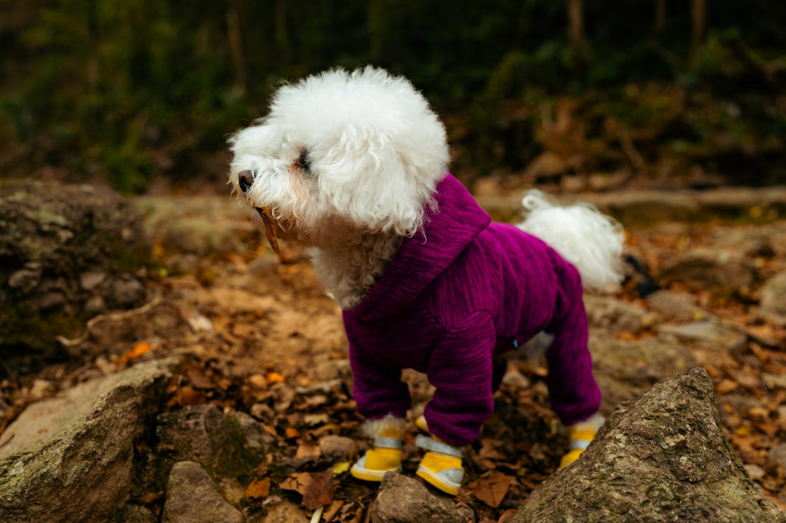 A white dog wearing a purple hoodie and yellow boots.