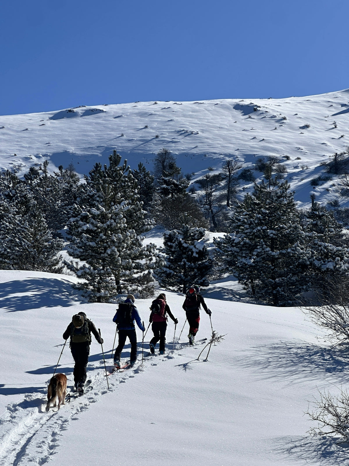 Four skiers and a dog ascend a snowy mountain trail