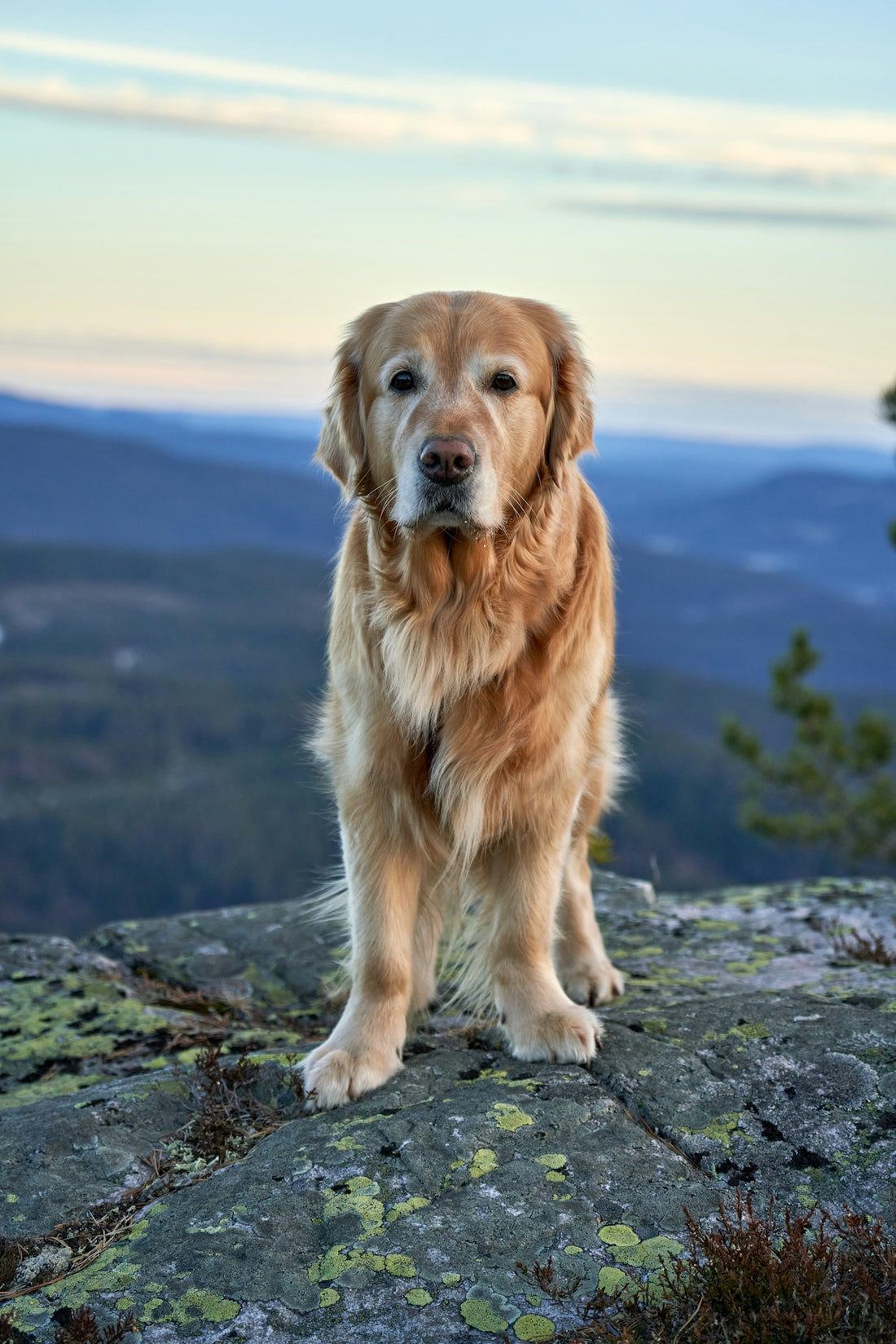 Golden retriever dog standing on a rocky cliff.