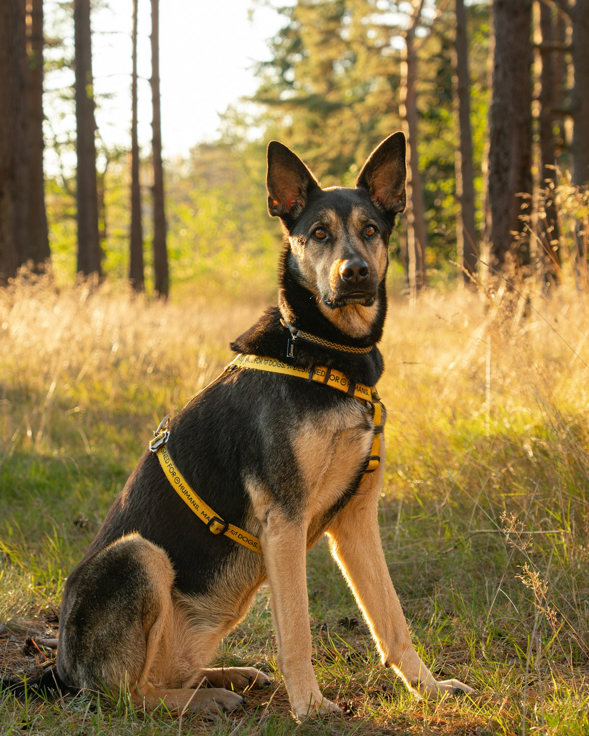 A german shepherd dog sits in a sunlit forest