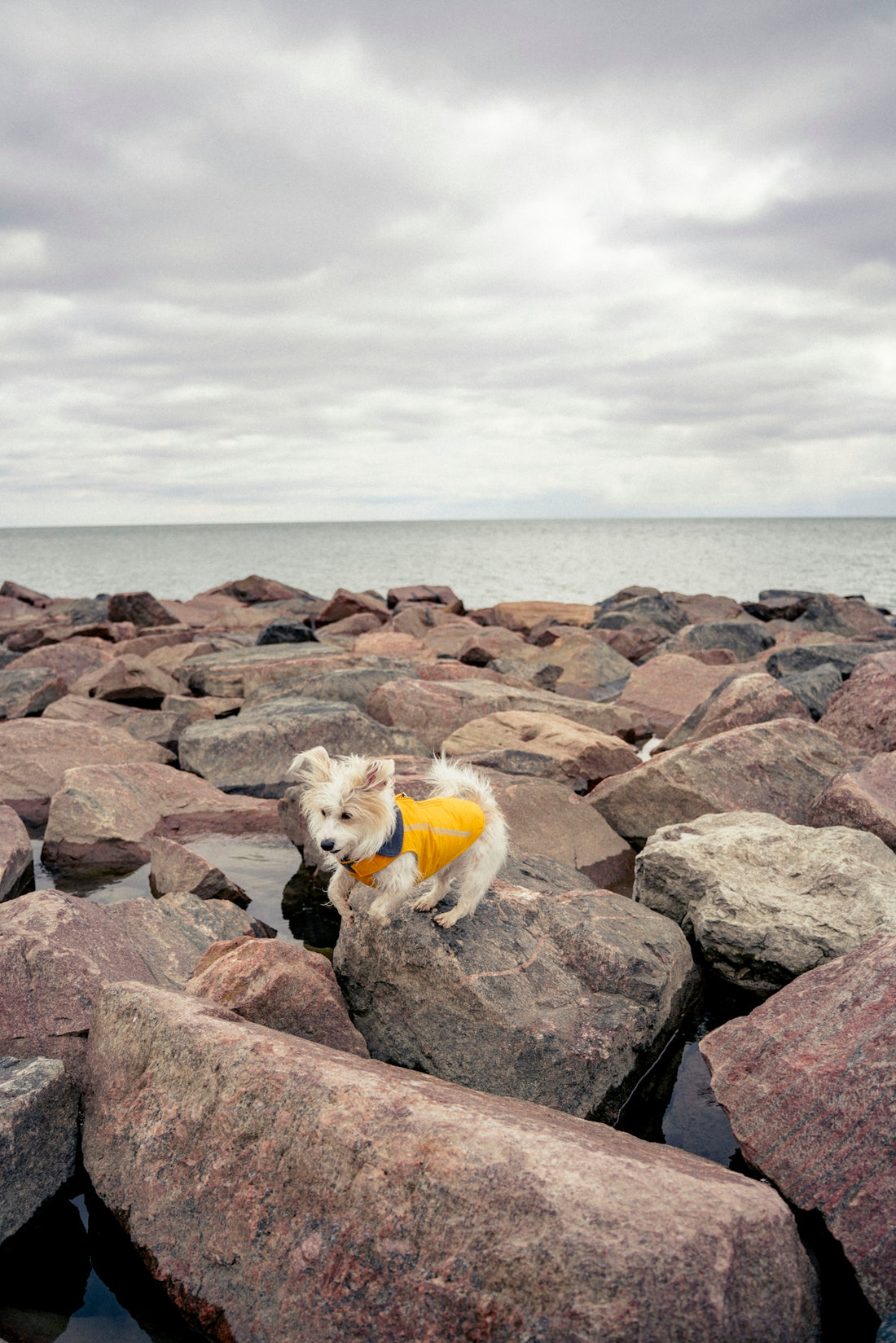 Small dog in yellow vest on rocky shore