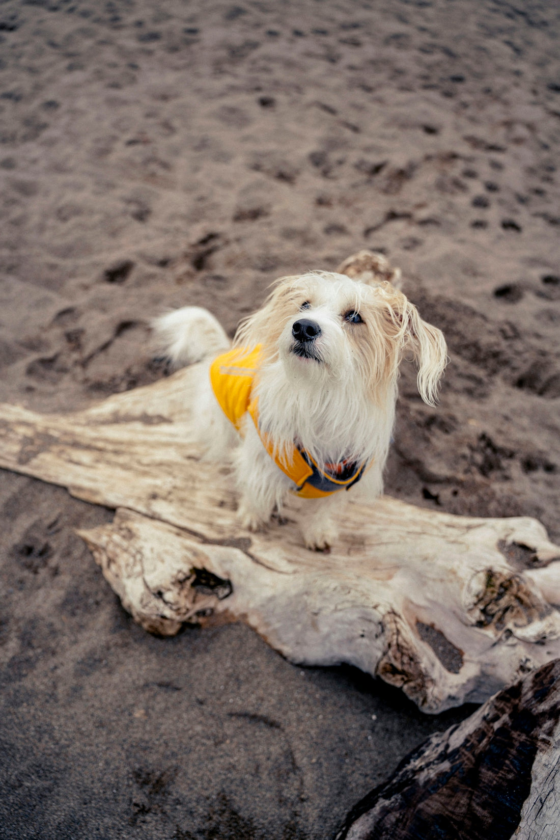 A small dog in a yellow vest on a beach.