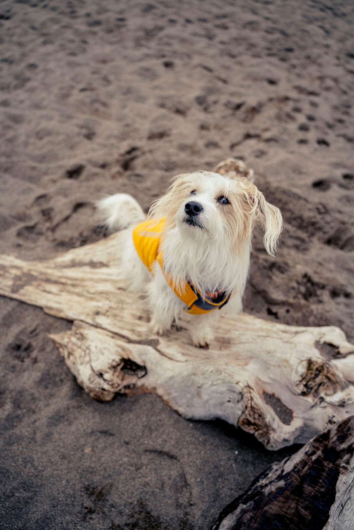 A small dog in a yellow vest on a beach.