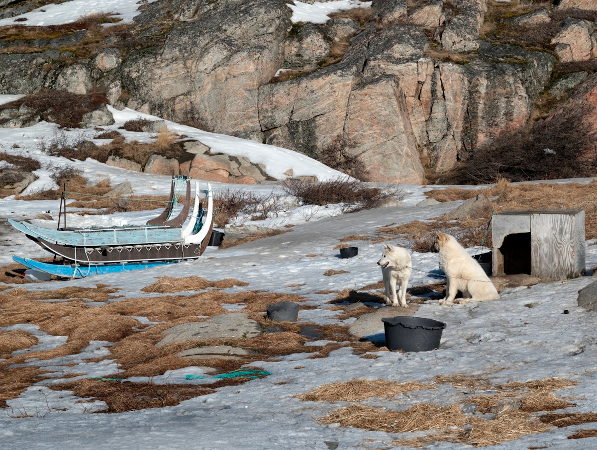 Two dogs near a sled and a small wooden shelter.