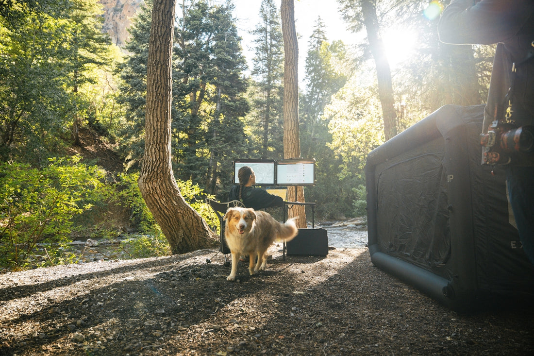Person works on laptops outdoors with dog in sunny forest.