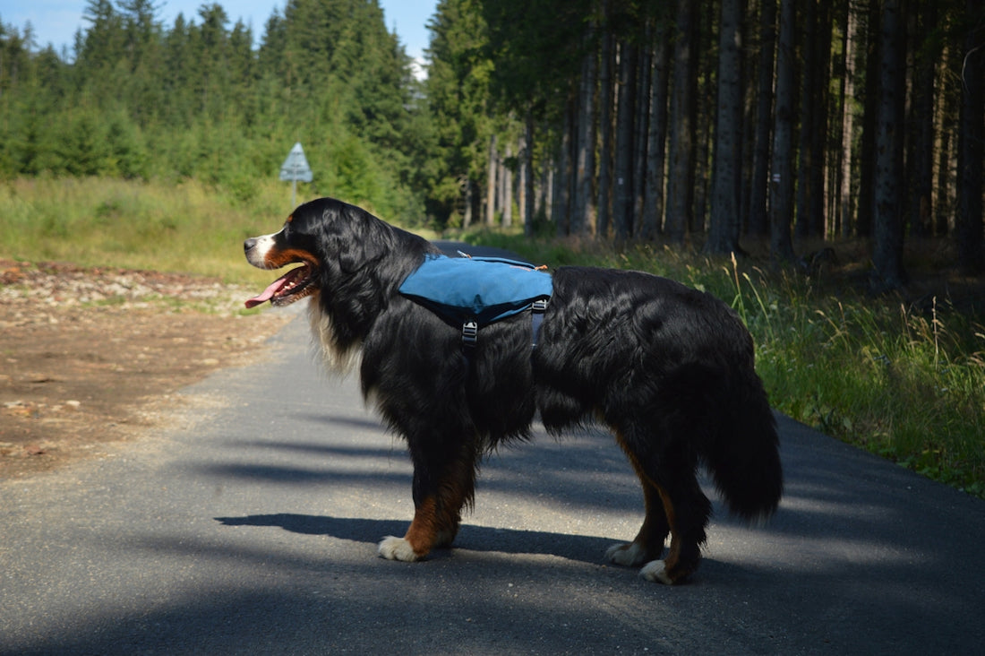A Bernese mountain dog wearing a blue backpack on a paved forest path