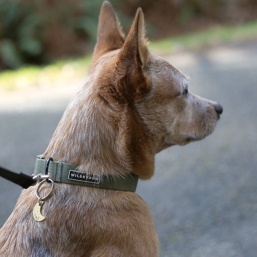 Olive Waterproof Leash + Collar Bundle