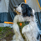 Dog Harness