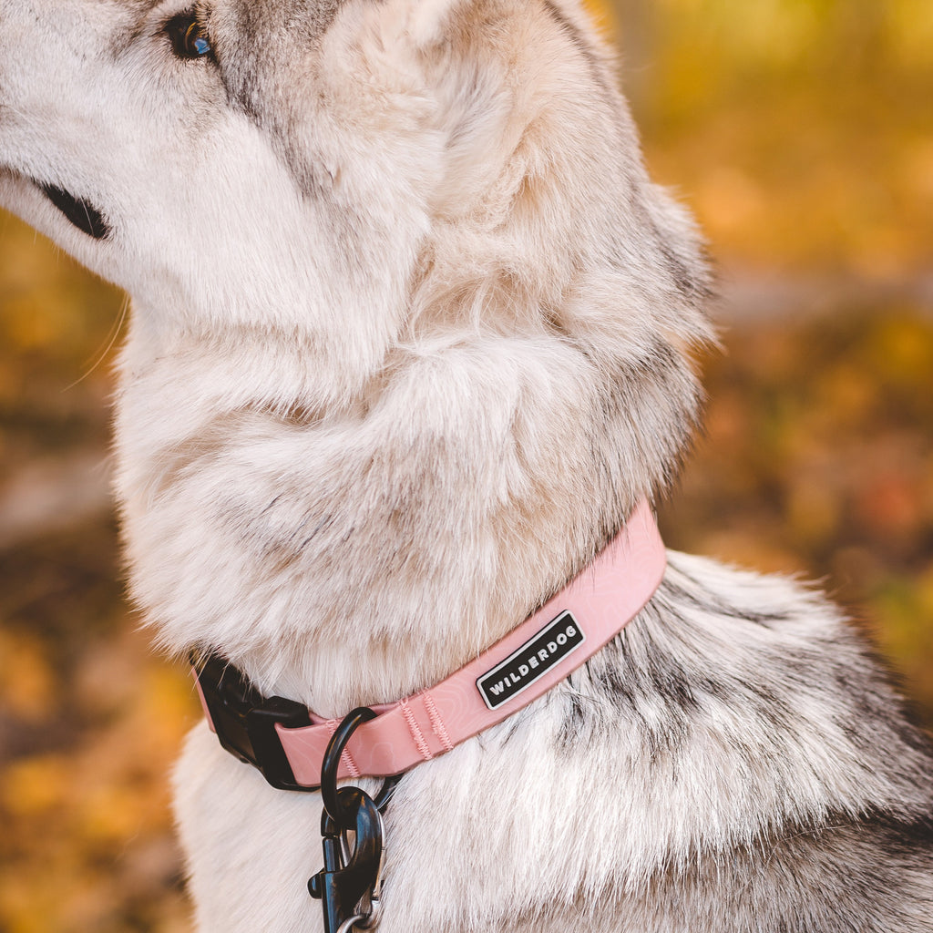 Guava Waterproof Leash + Collar Bundle