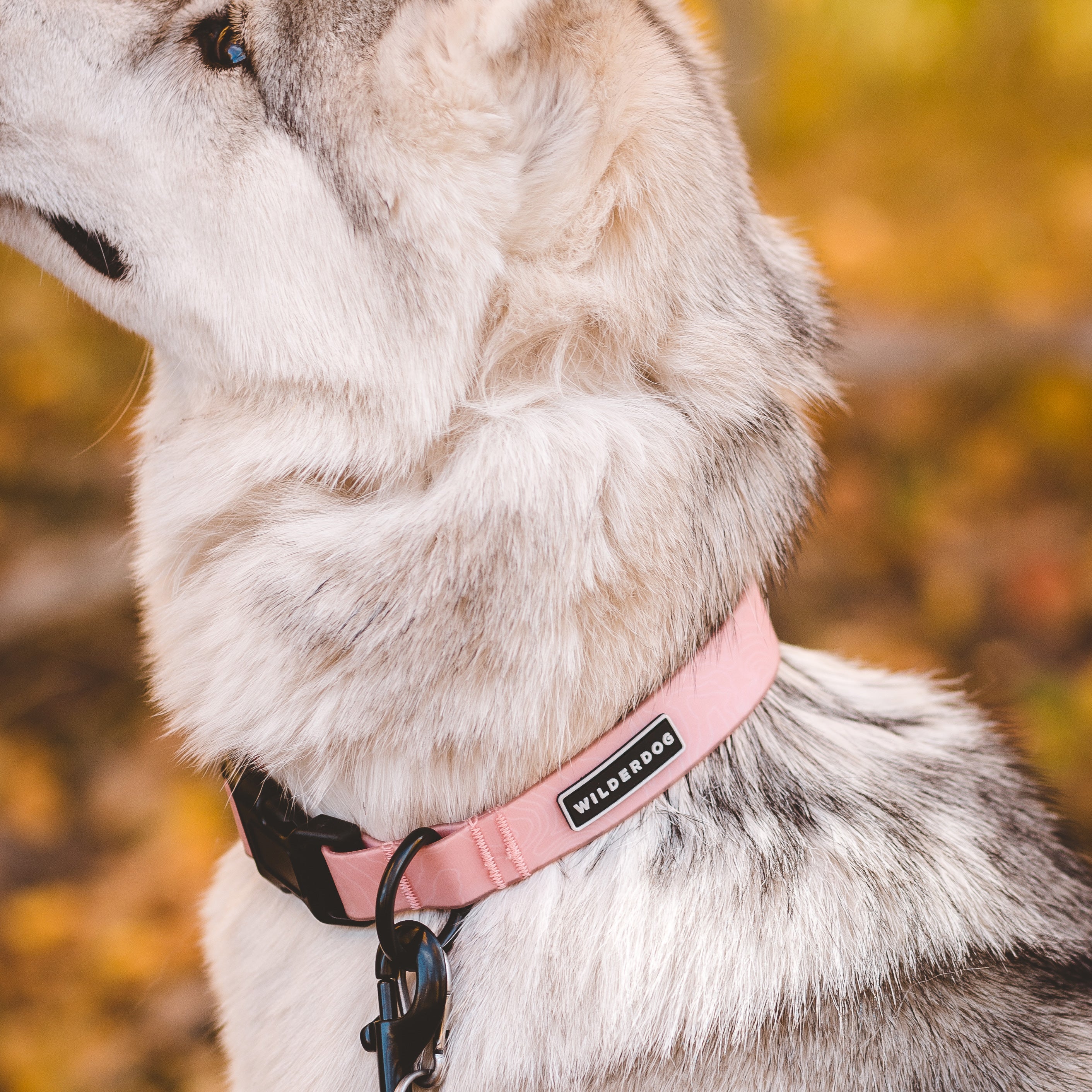 Guava Waterproof Leash + Collar Bundle