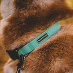 Seafoam Waterproof Leash + Collar Bundle