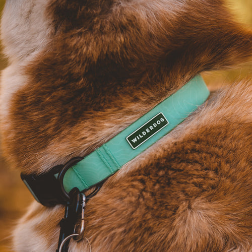 Seafoam Waterproof Leash + Collar Bundle