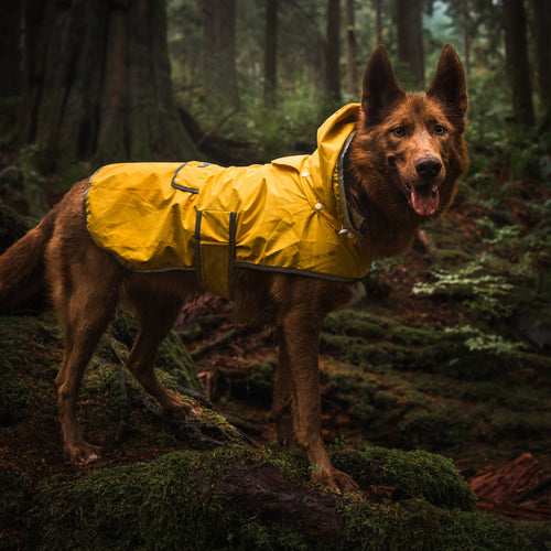 Dog Rain Jacket