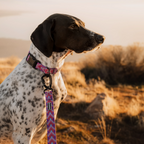 Lupin Ultralight Collar