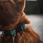 Rope Collar