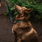 Cedar Waterproof Collar