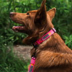 Playa Ultralight Collar