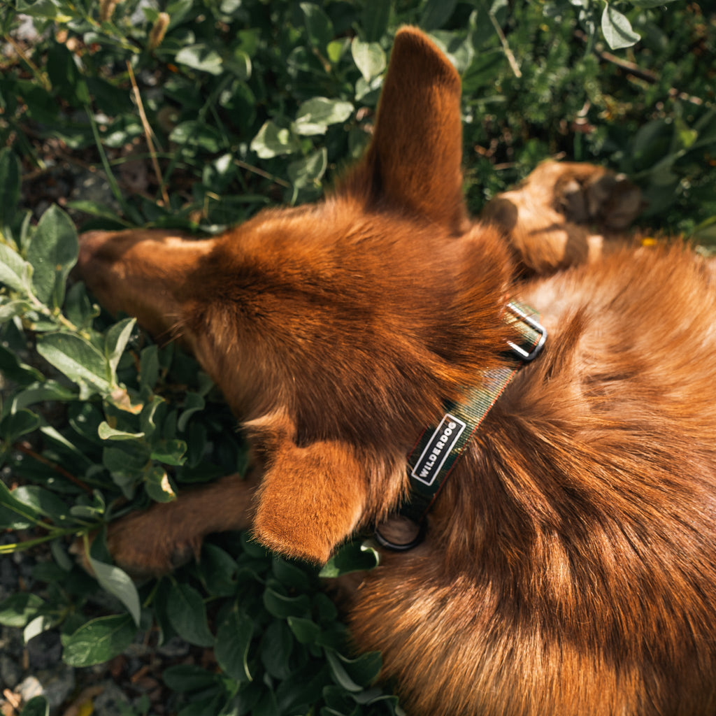 Camo Ultralight Collar
