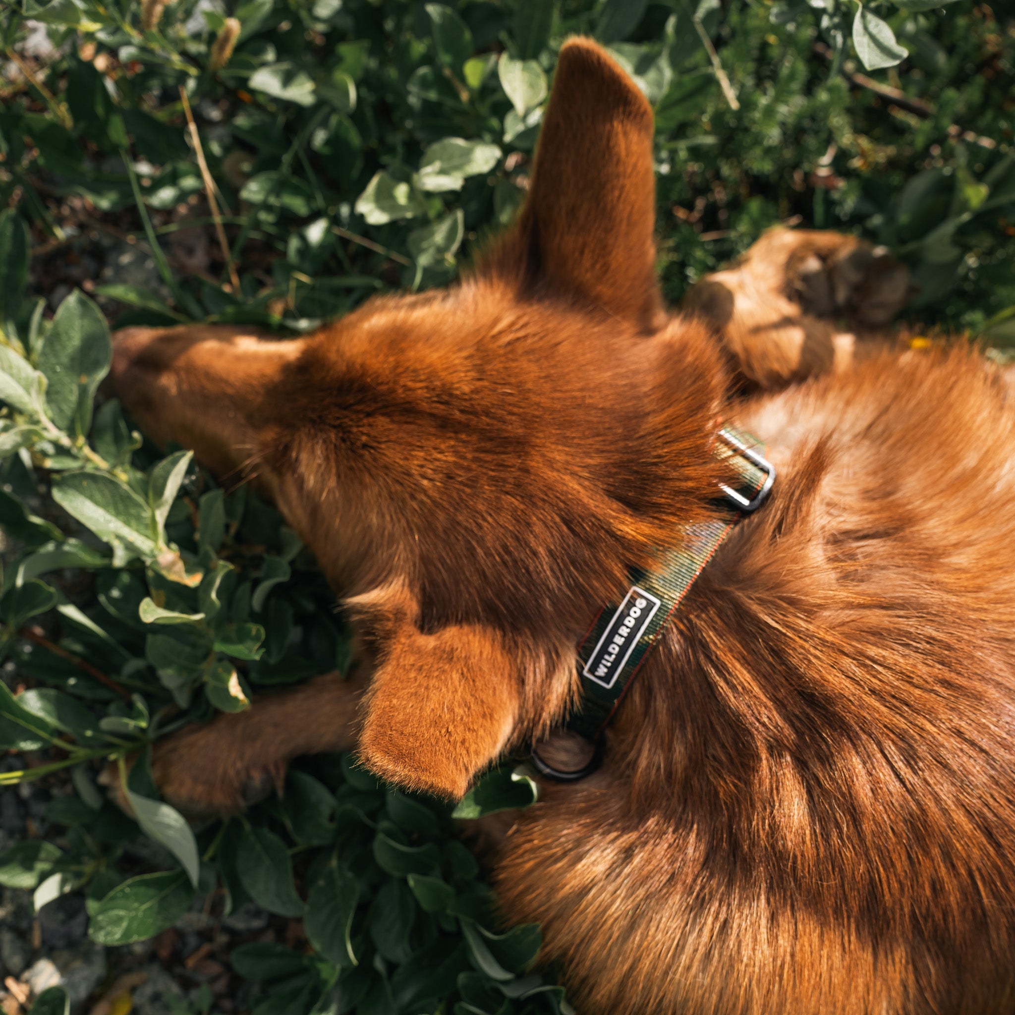 Camo Ultralight Collar