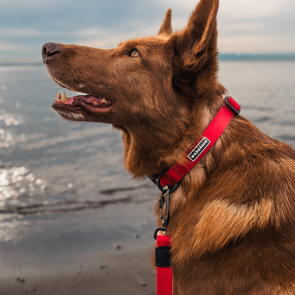 Red Waterproof Collar