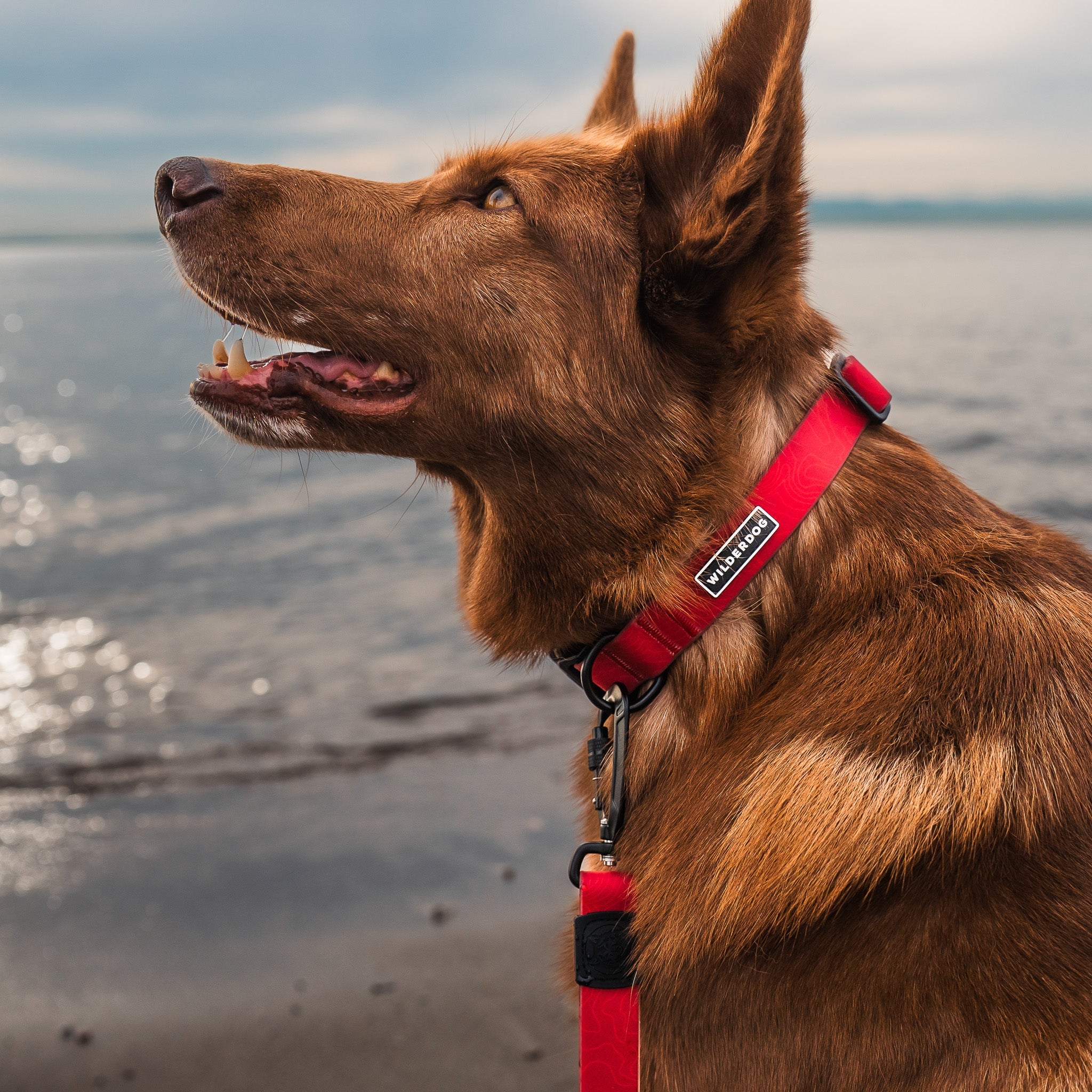 Red Waterproof Collar