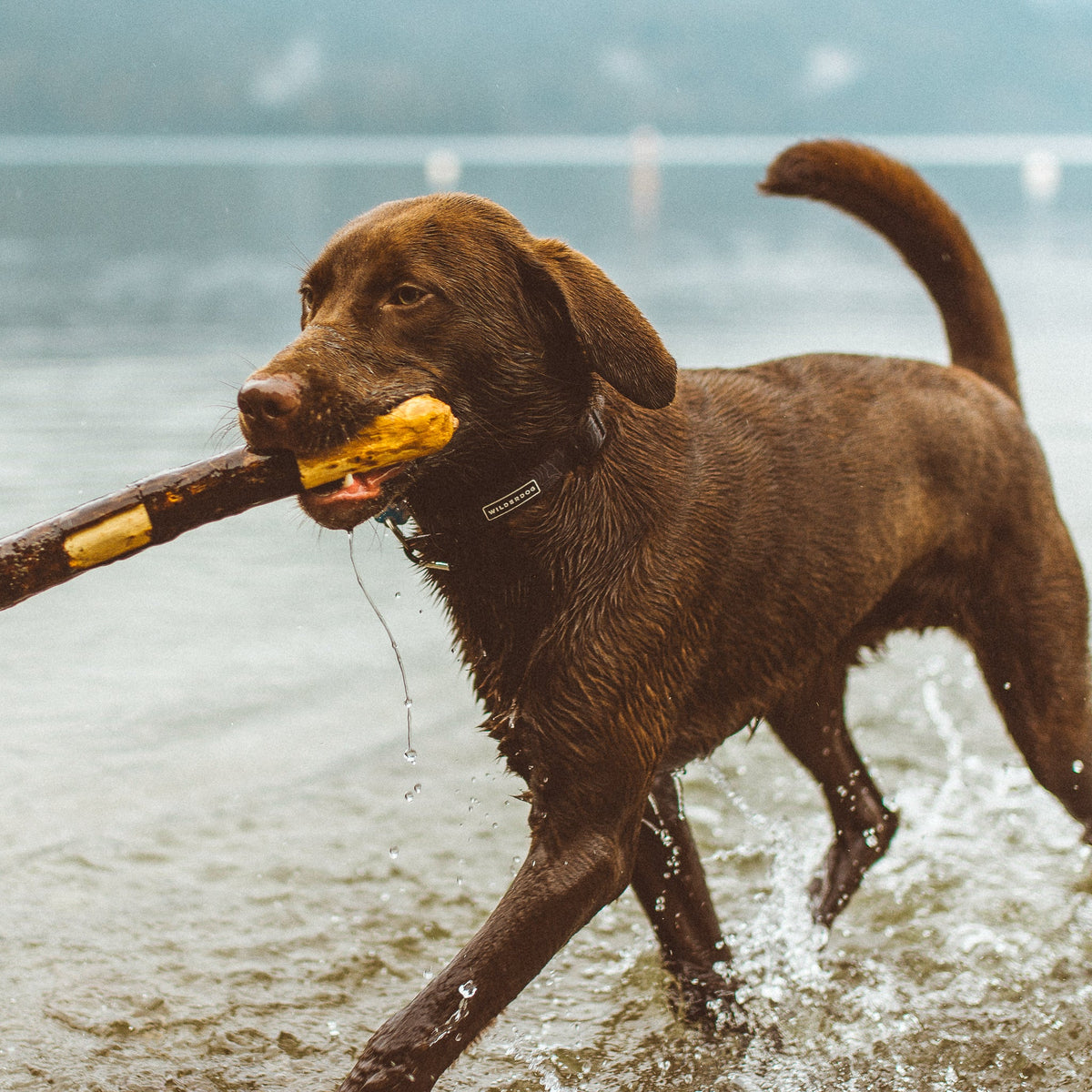 Black Waterproof Leash + Collar Bundle