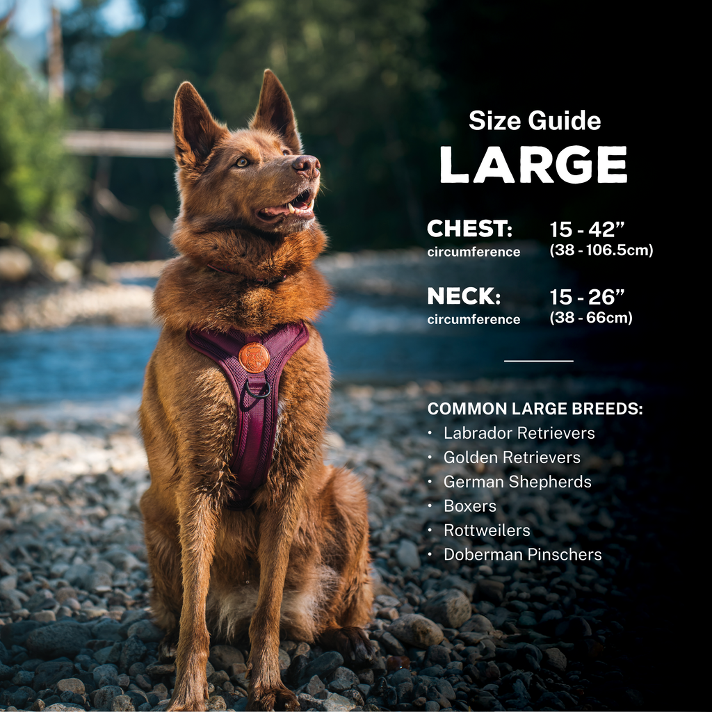 Dog Harness