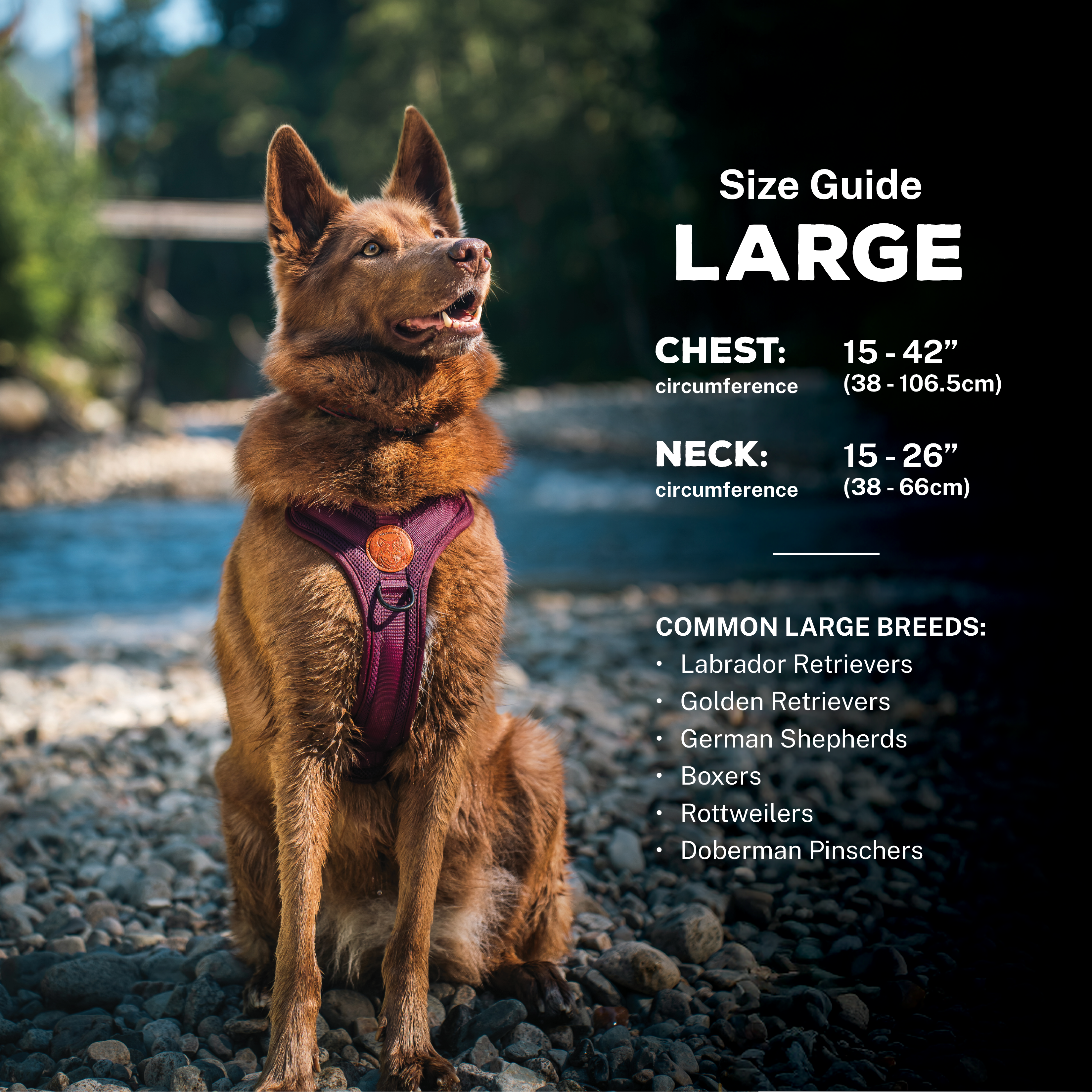 Dog Harness