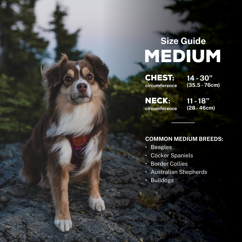 Dog Harness