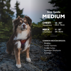 Dog Harness