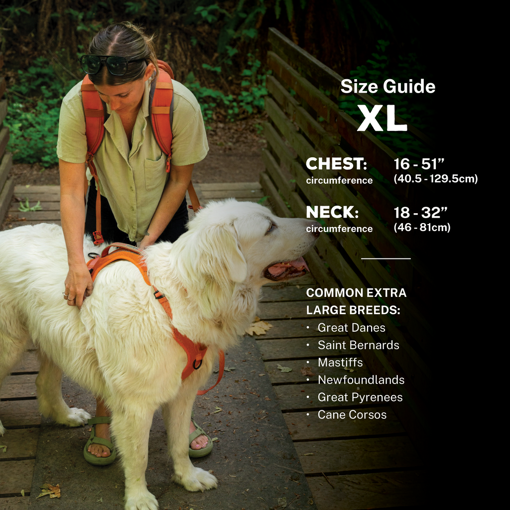 Dog Harness