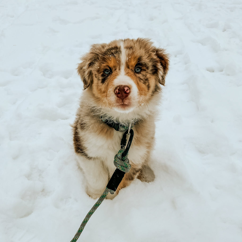 Small Carabiner Rope Leash