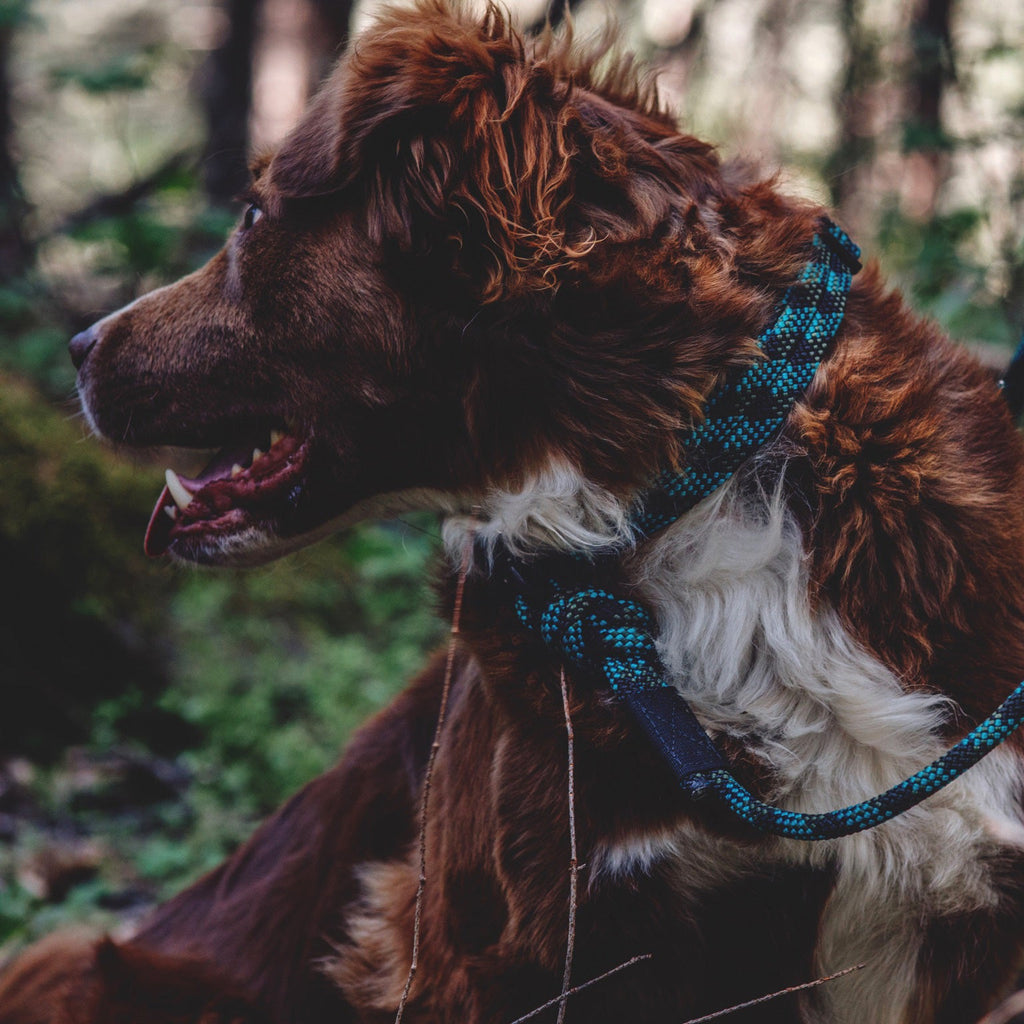Rope Collar