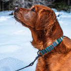 Yucca Ultralight Collar