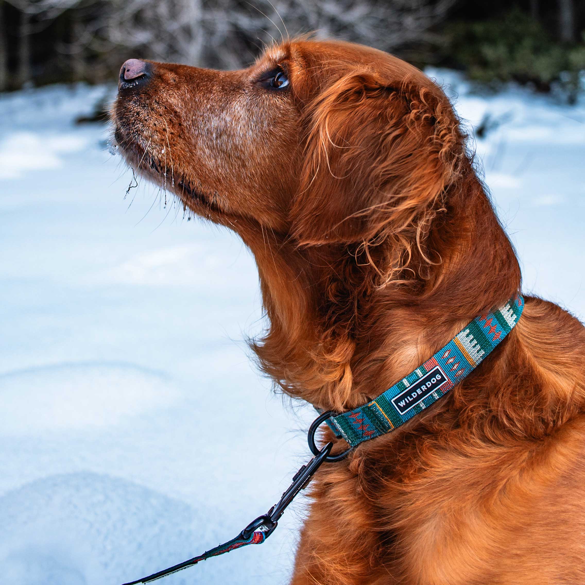 Yucca Ultralight Collar