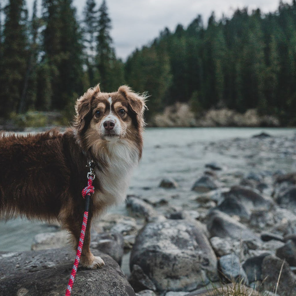 Quick Clip Rope Leash