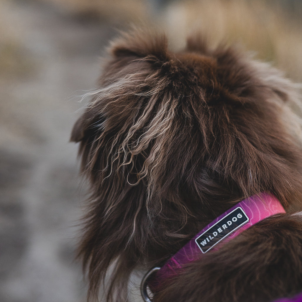 Plum Waterproof Leash + Collar Bundle