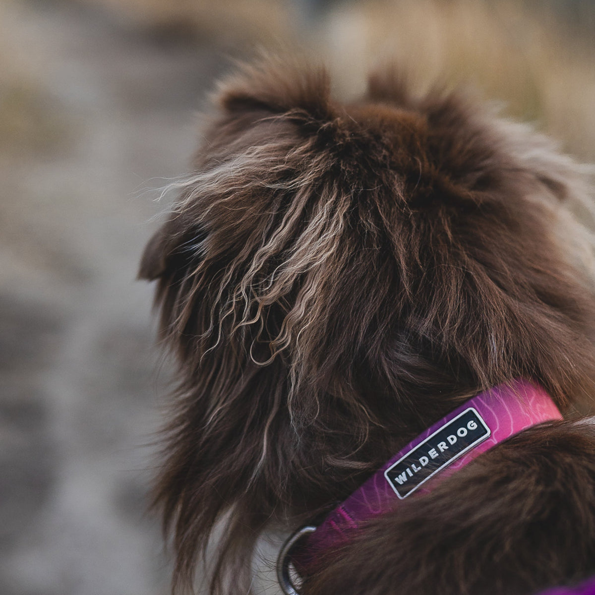 Plum Waterproof Leash + Collar Bundle