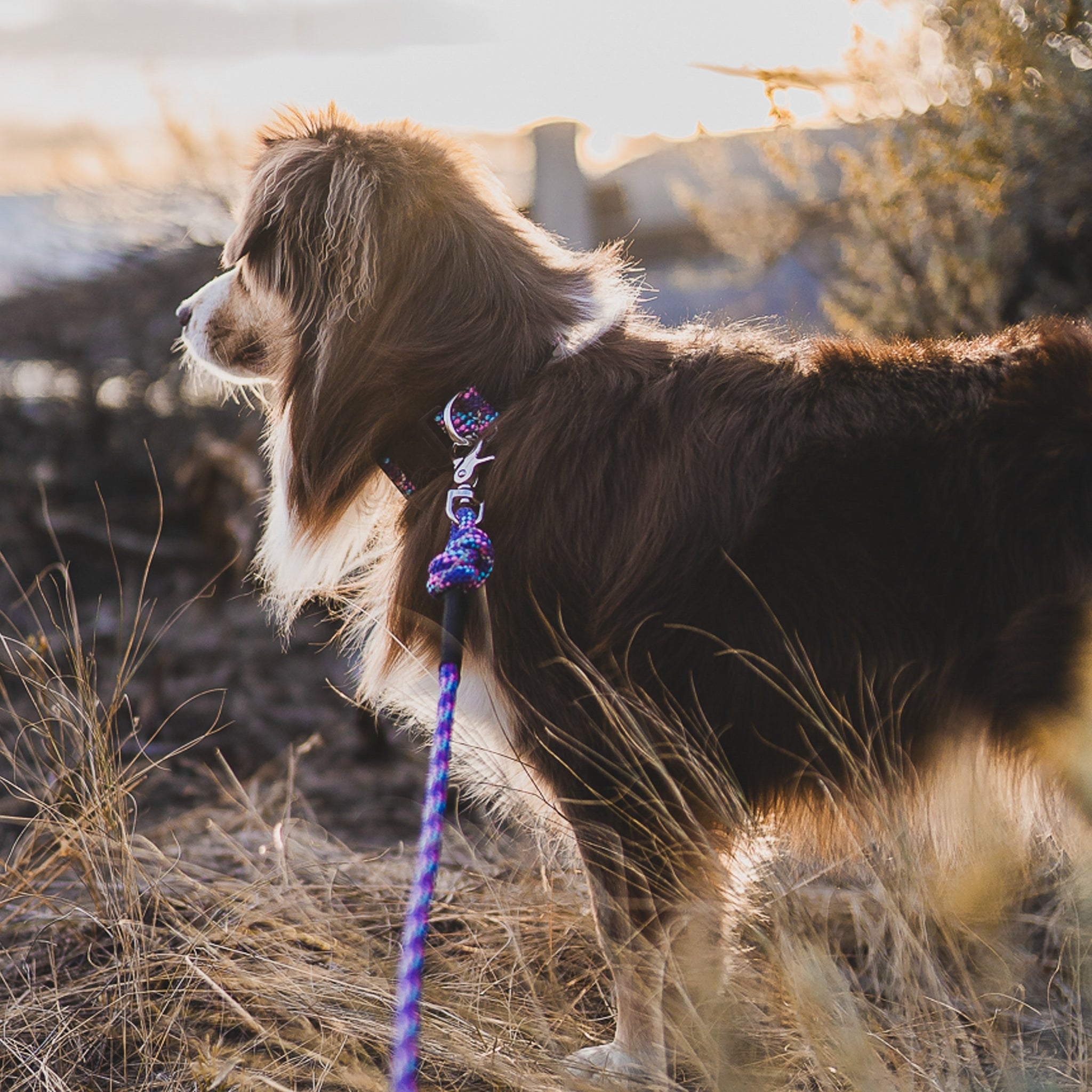 Quick Clip Rope Leash