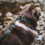 Cedar Waterproof Collar