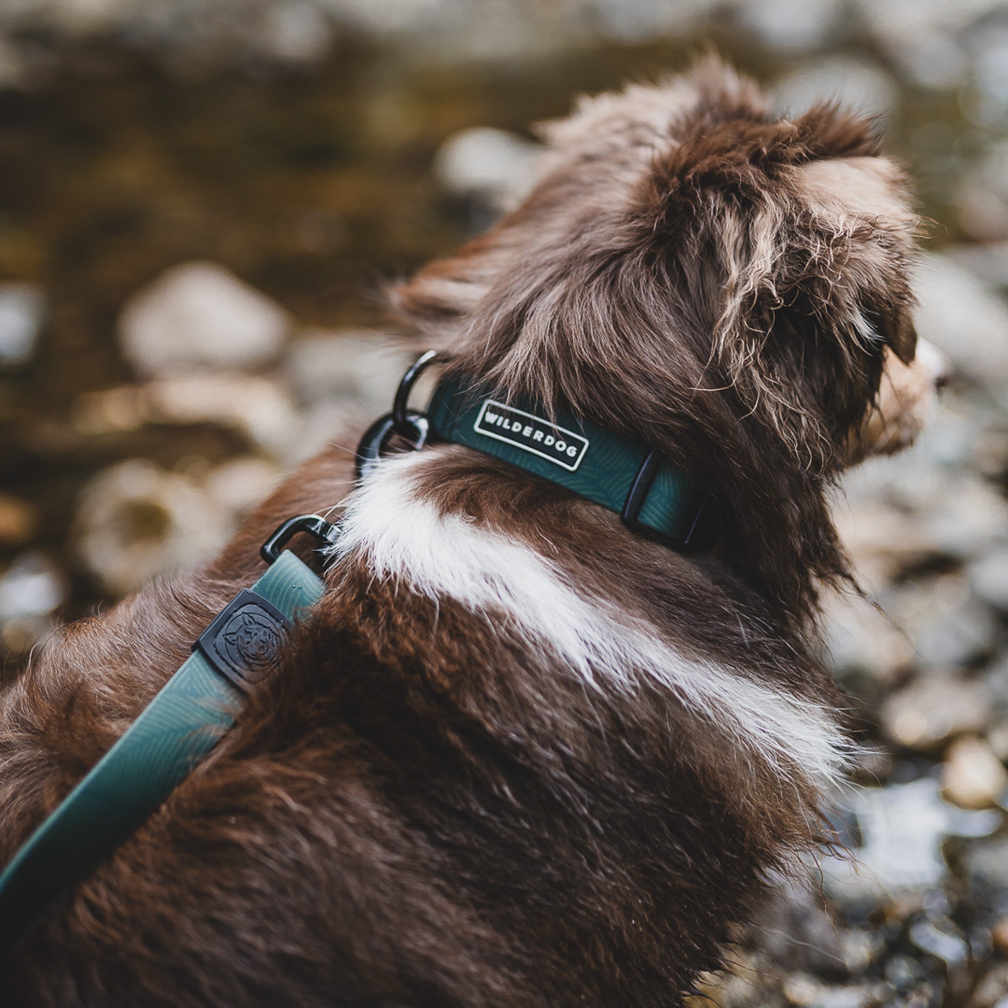 Cedar Waterproof Collar