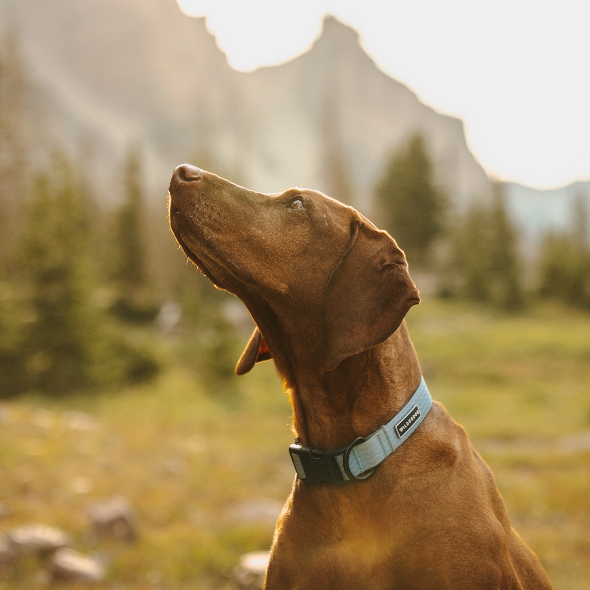 Saltwater Waterproof Collar
