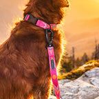 Playa Ultralight Collar