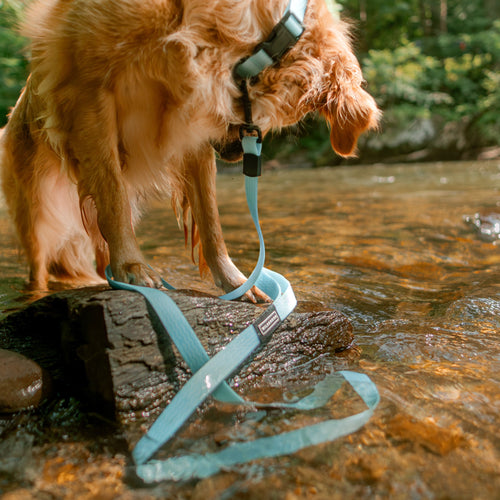 Saltwater Waterproof Leash + Collar Bundle