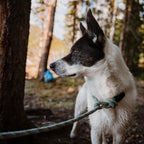 Rope Slip Lead