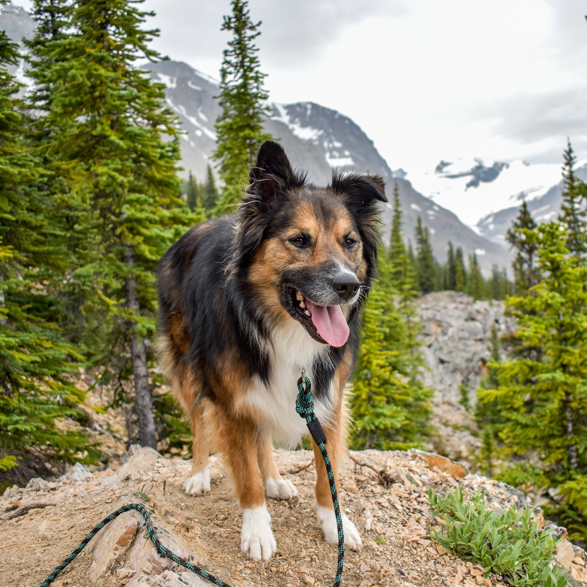 Quick Clip Rope Leash